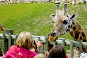 Friguia Zoo Park & Zulu Night